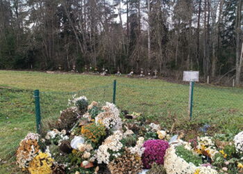 Štai taip Anykščių naujosiose kapinėse, atokiau nuo kitų mirusiųjų, laidojami vieniši žmonės.