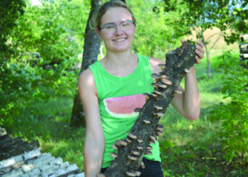 Meidai savo ūkyje beržiniuose ir ąžuoliniuose rąsteliuose augina grybus šitakius.