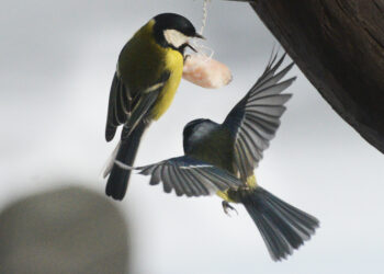 Didžioji zylė yra vienas dažniausių mūsų krašto paukščių. Kai kurių ornitologų duomenimis, jų Lietuvoje gali perėti nuo pusės iki milijono porų. Didžiosios zylės vaišinasi nesūdytais lašinukais.
