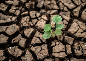 Augalams gali pakenkti įvairios klimato, gamtinės sąlygos.
Nuotrauka www.freepik.com.