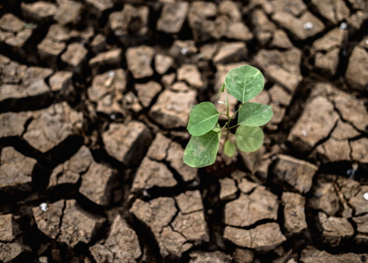 Augalams gali pakenkti įvairios klimato, gamtinės sąlygos.
Nuotrauka www.freepik.com.