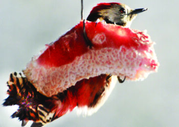 Paviliojo nesūdyti lašiniai.