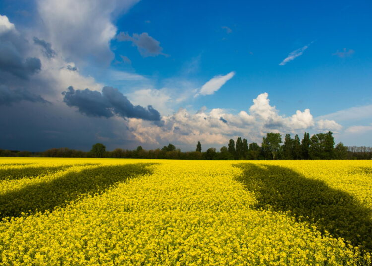 Tiesioginės išmokos mokamos tik už „paramai tinkamą hektarą“ – plotą, kuriame vykdoma žemės ūkio veikla ir kuris valdomas teisėtai.				         Nuotr. pexels.com