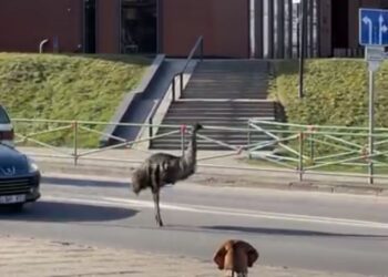 Strutis emu atėjo į patį Anykščių miesto centrą, aplankė Šaltupio ir gretutines gatves.
Stop kadras iš socialinių tinklų.