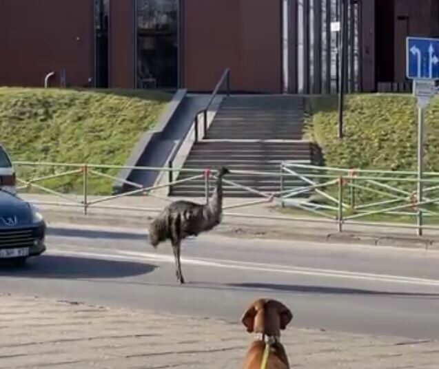 Strutis emu atėjo į patį Anykščių miesto centrą, aplankė Šaltupio ir gretutines gatves.
Stop kadras iš socialinių tinklų.
