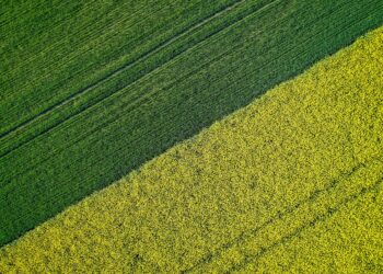 A beautiful agricultural half green half yellow grass field shot with a drone
