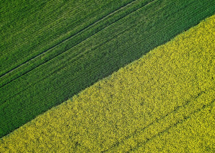 A beautiful agricultural half green half yellow grass field shot with a drone