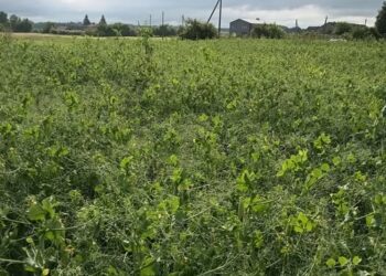 Nuotrauka iš Staškūniškio bendruomenės feisbuko grupės.