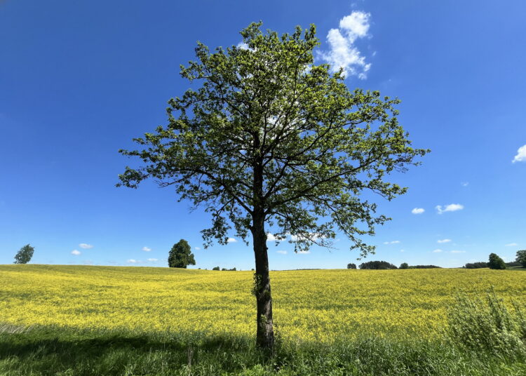 Daugiamečių pievų ir joms priskiriamų plotų šiemet deklaruota panašiai tiek kiek ir ankstesniais metais.     ŽŪM archyvo nuotr.