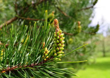 Paprastoji pušis (Pinus sylvestris L. )