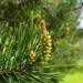 Paprastoji pušis (Pinus sylvestris L. )