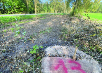 Dalis tuopų alėjos Kavarsko seniūnijos Zaviesiškio kaime, šalia kelio Kavarskas–Anykščiai, jau iškirsta. „Girių inspekcija“ nuotr.