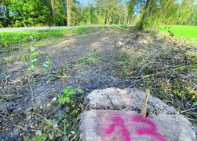 Dalis tuopų alėjos Kavarsko seniūnijos Zaviesiškio kaime, šalia kelio Kavarskas–Anykščiai, jau iškirsta. „Girių inspekcija“ nuotr.